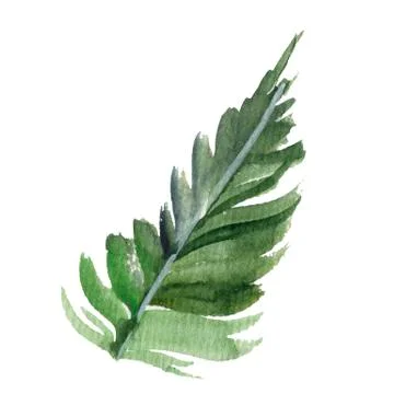 Fir-needle natural elements branch painted texture wit Stock Illustration