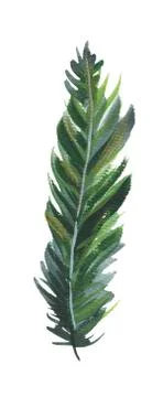 Fir-needle natural elements branch painted texture wit イラスト素材