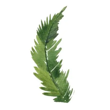 Fir-needle natural elements branch painted texture wit Stock Illustration