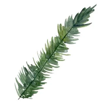 Fir-needle natural elements branch painted texture wit Stock Illustration