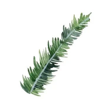 Fir-needle natural elements branch painted texture wit Stock Illustration