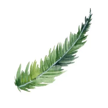 Fir-needle natural elements branch painted texture wit Stock Illustration