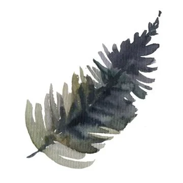 Fir-needle natural elements branch painted texture wit Stock Illustration