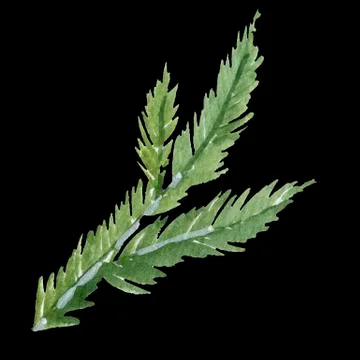 Fir-needle natural elements branch painted texture wit Stock Illustration