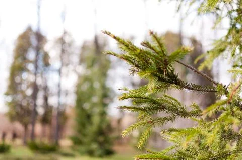 Fir-needle tree branches composition as a background texture. Stock Photos
