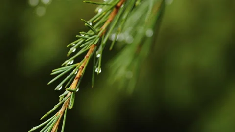 Fir needles with dew droplets Stock Footage 219334961