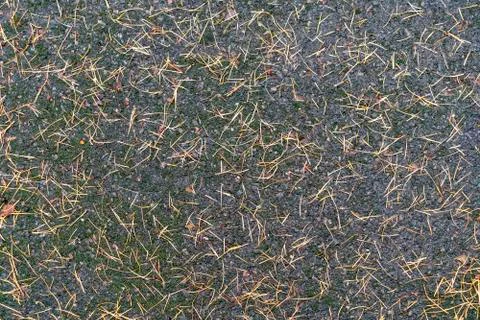 Fir needles pattern on the ground for backgrounds Foto stock