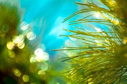 Fir needles in sunlight, bokeh, selective focus. Stock Photos