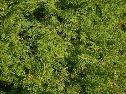 Fir needles as a texture Stock Photos