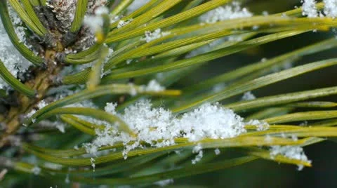 Fir needles under snowflakes, macro. Stock Footage 21735575