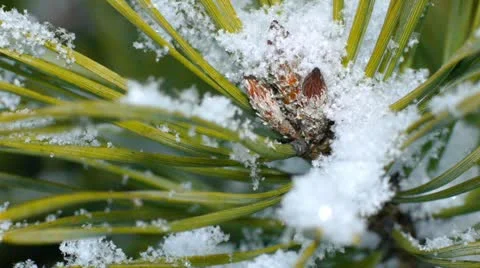 Fir needles under snowflakes, macro. Stock Footage 21735674