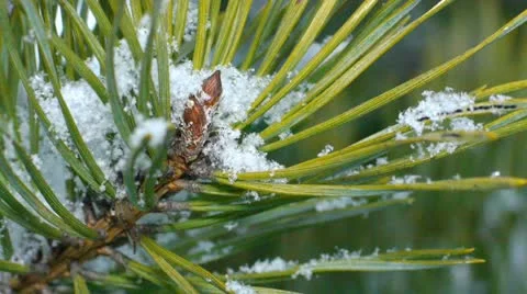 Fir needles under snowflakes, macro. Stock Footage 21735868