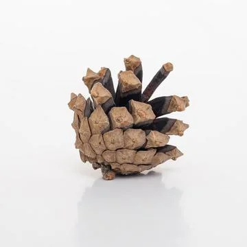 Fir open cone close-up macro. Studio shot on white background isolate. Fotos de archivo