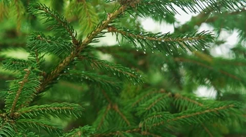 Fir or Christmas tree in the rain Background Stock Footage 8688074
