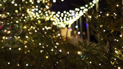 Fir or pine tree with beautiful glowing decorative lights in background. Stock Footage 297694987