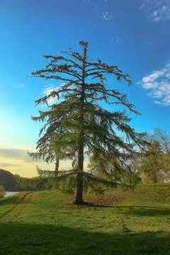 Fir or pine tree on blue sky background. Vertical view of forest landmark 写真素材