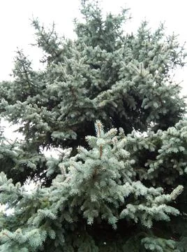 Fir in the park - Baia Mare 库存照片