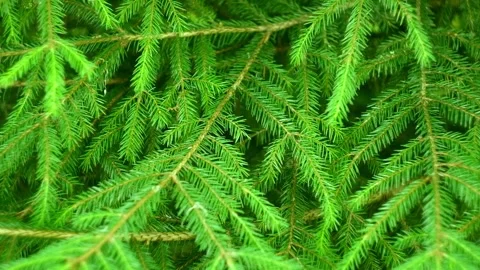 Fir Pattern from Branches and Needles. Spruce Tree Close Up. Evergreen 動画素材 227135382