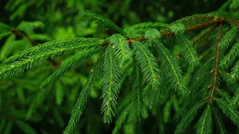 Fir Pattern from Branches and Needles. Spruce Tree Close Up. Evergreen Plant 動画素材 274129983