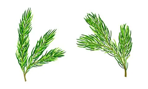 Fir pine tree branches set vector illustration isolated on white background Stock Illustration