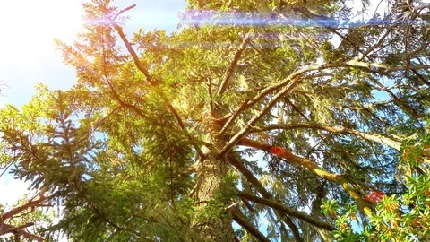 Fir Pine Tree Landscape Background, Nature Sky Sunset Lens Flare Background Stock Footage 84689401