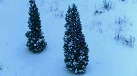 Fir in the snow Stock Footage 10573391