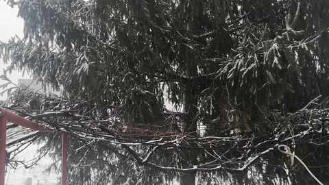 Fir snow Stock Footage 122283629