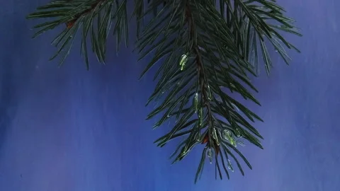 Fir sprig mist hazy flow water green tree purple Video stock 303876713