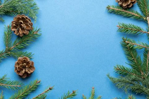 Fir, spruce branches, pine cones on blue background with copy space Foto stock