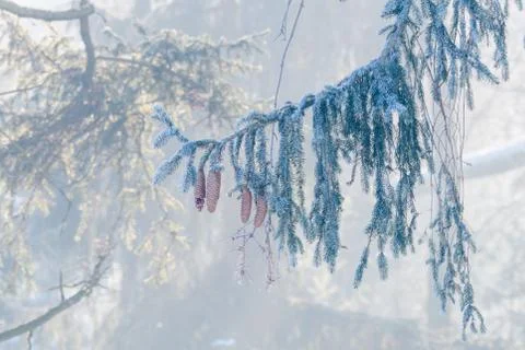 Fir, spruce tree branch with cones in winter Stock Photos