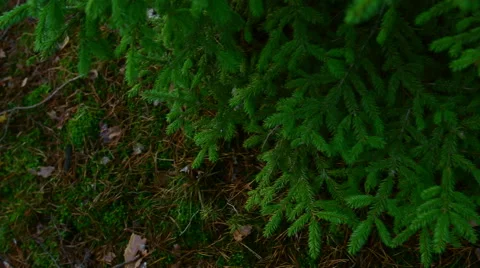 Fir in the summer forest at sunset. Video stock 60241490