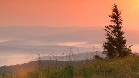 Fir at sunset Video stock 12134372