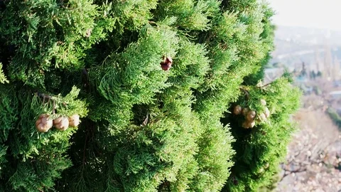 Fir swinging in the wind during the summer Stock Footage 84741449