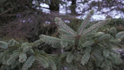 Fir thorn trees branches nature snow cold winter close up forest 库存影片 156199602