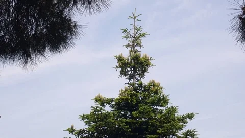 Fir Tilt Stock Footage 83142031