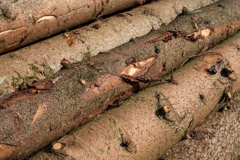 Fir timber logs close up with bark on it. Stock Photos