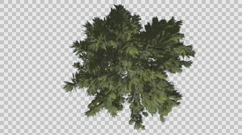 Fir Top Down Douglas Fir Strong Tree Summer Green Tree Crown is Swaying at The Stock Footage 58560358