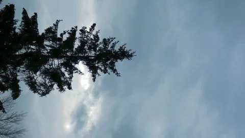 Fir-tree against cloudy sky. Dark plant silhouette swaying on the wind, cloud Stock Footage 127979531