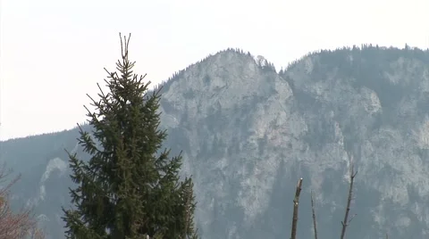 Fir tree in the alps, with a rocky mountain. 스톡 동영상 42866205