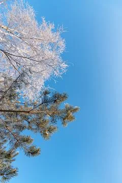Fir tree and bare tree covered with frost against blue sky Stock Photos