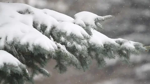 Fir tree and falling snow in the forest Stock Footage 97018149