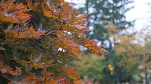 Fir Tree and Orange Deciduous Trees in Contrast Stock Photos