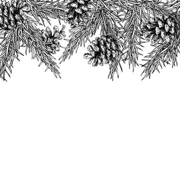 Fir tree and pine cone hand drawn vector square frame for winter Stock Illustration