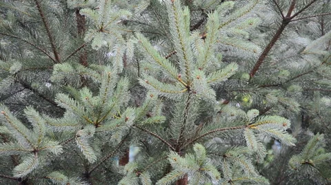 Fir-tree and rain Stock Footage