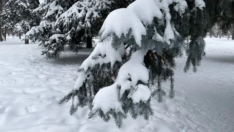Fir tree and snow-covered branches during snowfall Vídeo Stock 226613412
