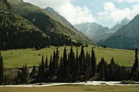 A fir tree array in the green mountains on a sunny day Stock-Fotos