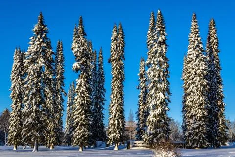 Fir tree on backdrop of the sky. Stock Photos