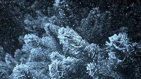Fir Tree Background And Falling Snow Stock Footage 119223038