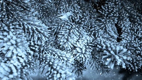 Fir Tree Background And Falling Snow Vídeos de archivo 119223384