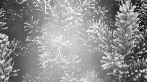 Fir Tree Background And Fog Animation 動画素材 119876723